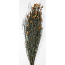 BELL REED PRESERVED  AUTUMN 36"-40"